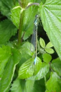 Agrion élégant