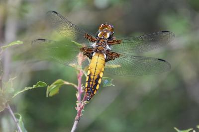 Libellule déprimée 