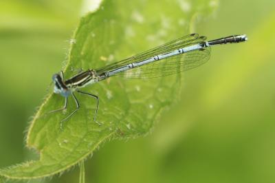 Agrion à larges pattes