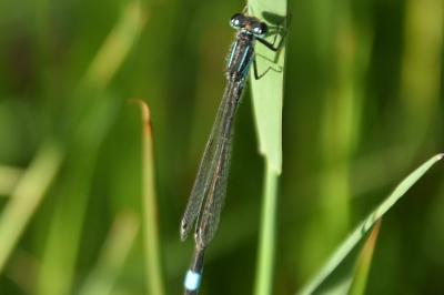 Agrion élégant