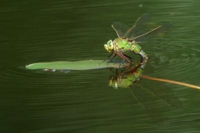 Anax empereur 