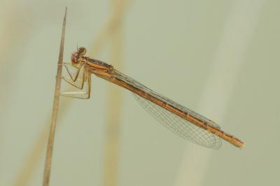 Agrion orangé