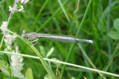 Agrion à larges pattes