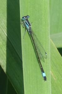 Agrion élégant