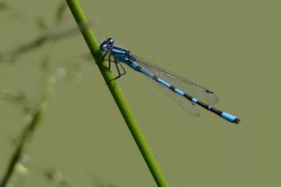 Agrion porte-coupe