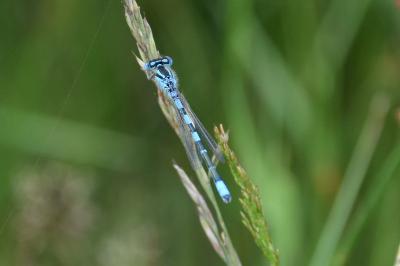 Agrion mignon 