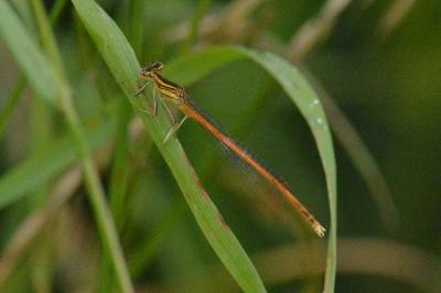 Agrion orangé