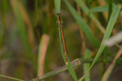 Agrion orangé