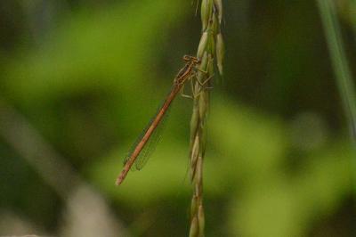 Agrion orangé