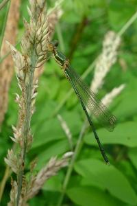 Leste vert