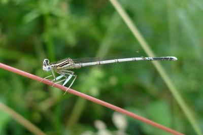 Agrion à larges pattes