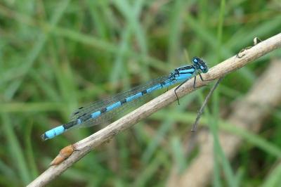 Agrion porte-coupe