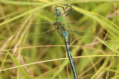 Anax empereur 