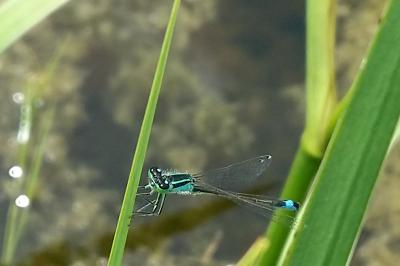 Agrion élégant