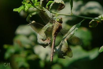 Anax napolitain 