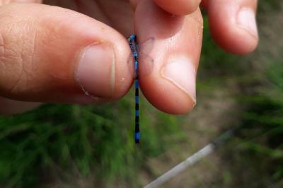 Agrion de Mercure