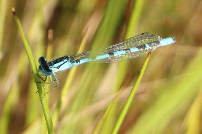 Agrion porte-coupe