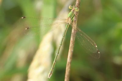 Lestidae