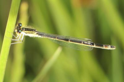 Agrion élégant