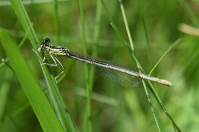 Agrion à larges pattes