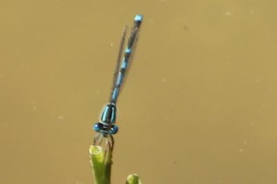 Agrion de Vander Linden