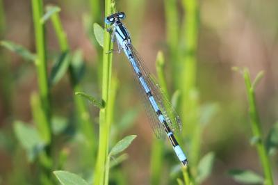 Agrion porte-coupe