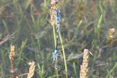 Agrion mignon 