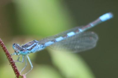 Agrion mignon 