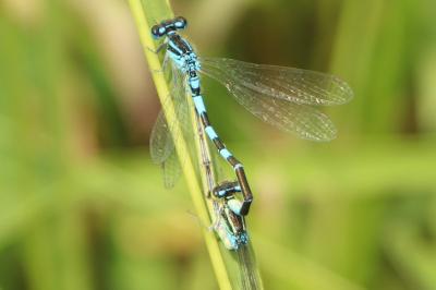 Agrion mignon 