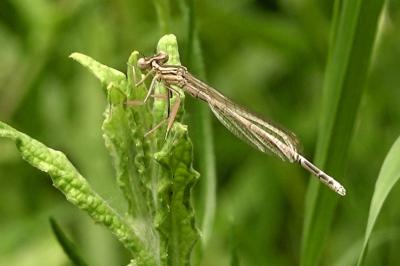 Agrion à larges pattes