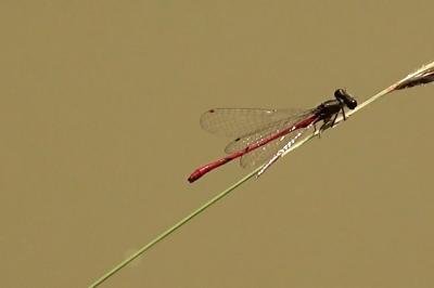Agrion délicat