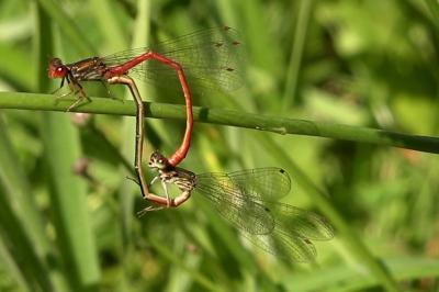 Agrion délicat