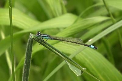 Agrion élégant