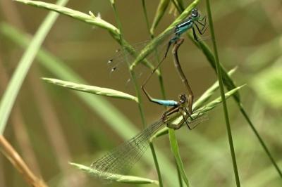 Agrion élégant