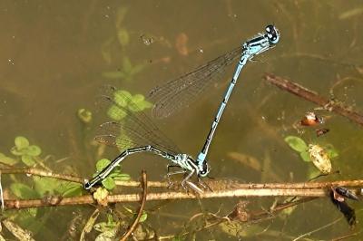 Agrion jouvencelle