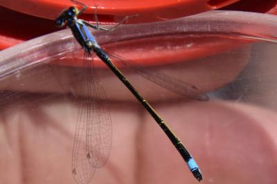 Agrion élégant