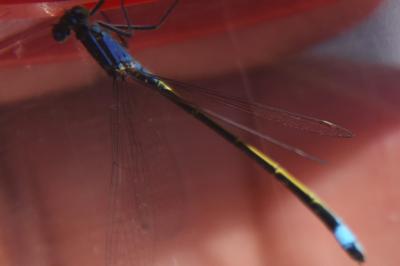Agrion élégant