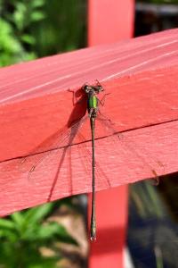 Leste vert
