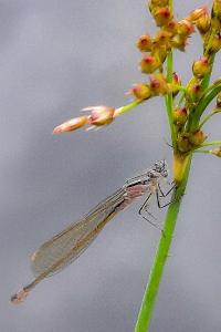 Agrion élégant