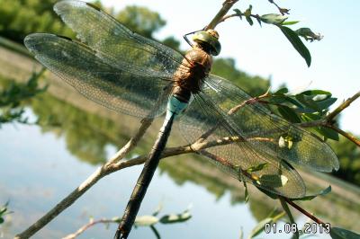 Anax napolitain 