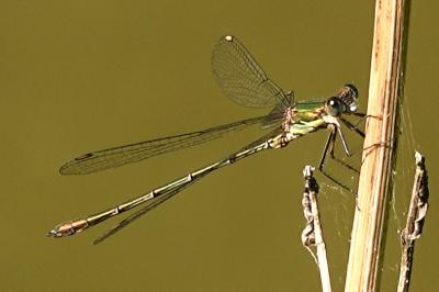 Chalcolestes viridis