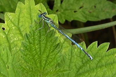 Agrion à larges pattes