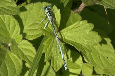 Agrion à larges pattes