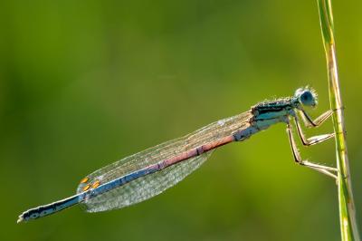 Agrion à larges pattes