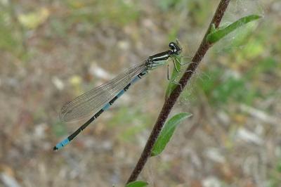 Agrion mignon 