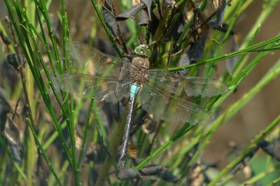 Anax napolitain 