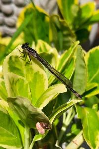 Agrion élégant