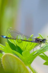 Agrion élégant