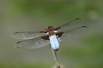 Libellule déprimée 
