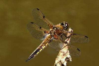 Libellule quadrimaculée 